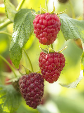 raspberry in the garden on a green background. 
