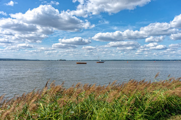 Fototapeta na wymiar Reeds on the shore of the Steinhuder Meer