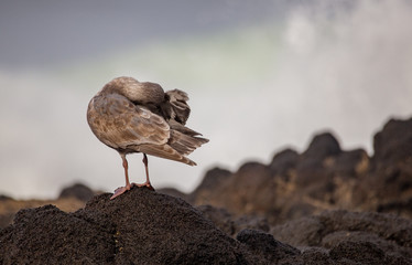 gull in the wind head hidden