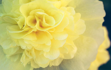 Close up of yellow hollyhock blossom .Flower background.