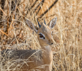 Dik-dik