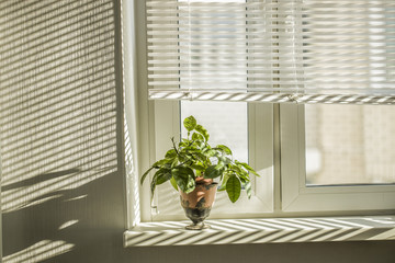 plant blinds shade