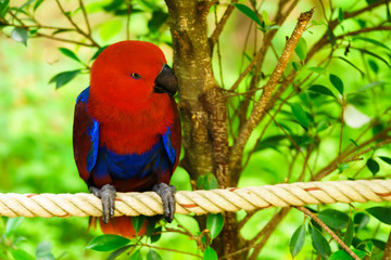The red parrot sits on a rope beside a tree. Wildlife caused by tropical forest Beautiful parrot on a green tree in a zoo in Khao Kheow.