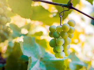 Sweet and tasty white grape bunch on the vine