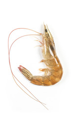 Fresh shrimp isolated on white background.