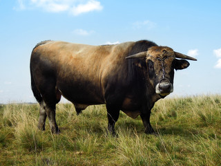 Taureau Aubrac Aveyron 1