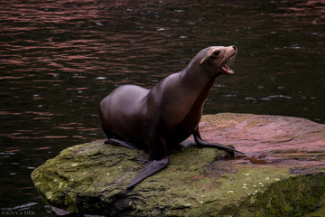 Fototapeta premium Seal