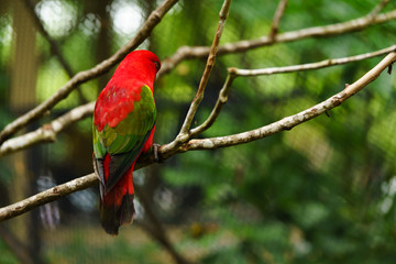 The red parrot is eating fruit. Wildlife caused by tropical forest Beautiful parrot on a green tree in a zoo in Khao Kheow.