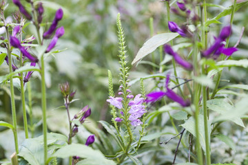 purple flowers in flower garden