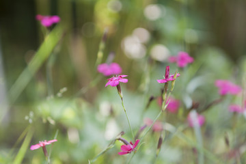 pink little flowers in meadow