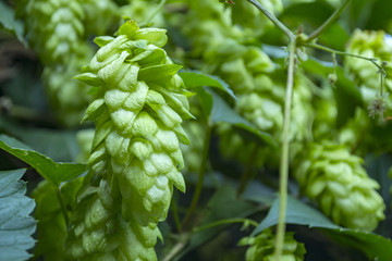 Fresh cones of hop on the bushes. The hops field.