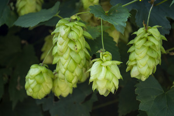 Fresh cones of hop on the bushes. The hops field.