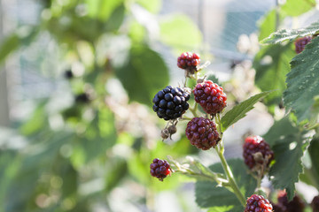 blackberry fruit in garden 