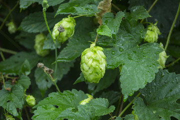Fototapeta premium Fresh cones of hop on the bushes. The hops field.