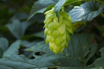 Fresh cones of hop on the bushes. The hops field.