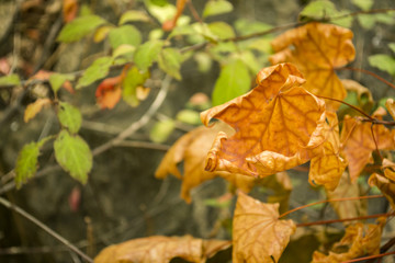 The dry leaves, close up.
