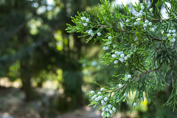The beautiful branch of thuja tree.