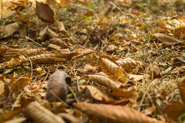 The falling leaves on the ground.