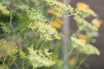 foeniculum vulgare, fennel in garden