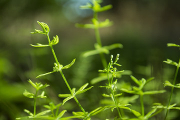 The green leaves macro shot.