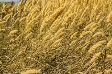 The field of golden spikelets, close up.