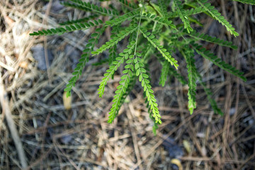 The green leaves macro shot.
