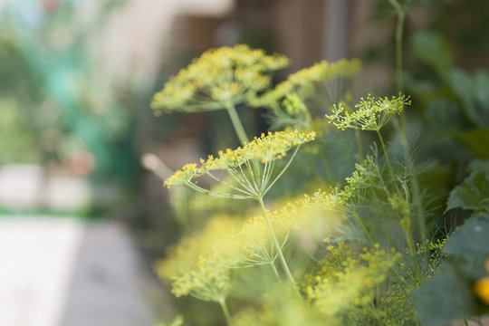 Foeniculum Vulgare, Fennel In Garden