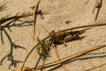 The grasshopper on the sand. Macro shot.
