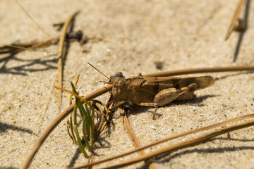 The grasshopper on the sand. Macro shot.