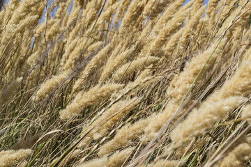 Fototapeta premium The field of golden spikelets, close up.