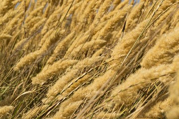 The field of golden spikelets, close up.