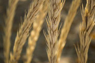 The spikelets macro shot.