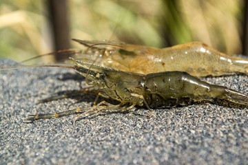 The shrimps on the stone.