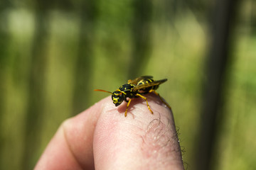 The wasp on the skin macro shot.