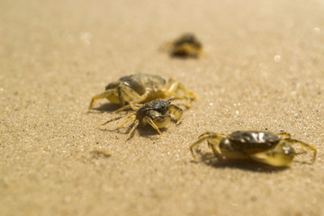 The crabs on a sand. Macro shot.