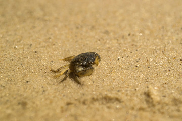 A crab on a sand. Macro shot.