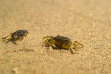 The crabs on a sand. Macro shot.