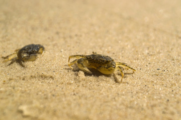 The crabs on the sand. Macro shot.