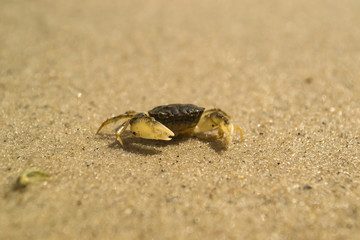 A crab on a sand. Macro shot.