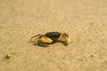 A crab on a sand. Macro shot.