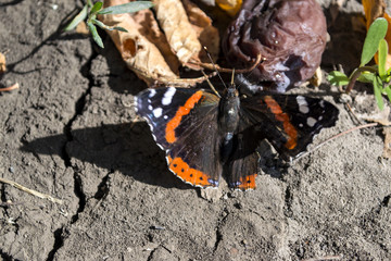 The butterfly on the ground.