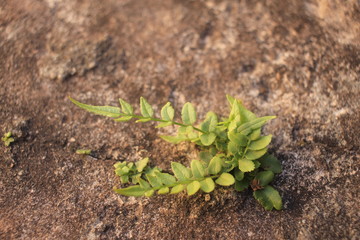 Rebirth