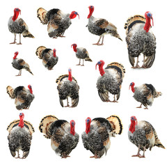 Black And White Farm stock photos and royalty-free images, vectors and