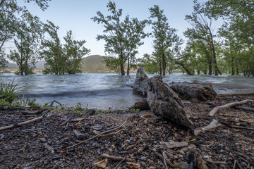 Trunk in riverbank