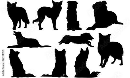 Download "Border Collie Dog svg files cricut, silhouette clip art ...