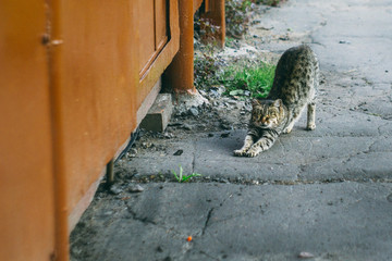 Stretching the cat