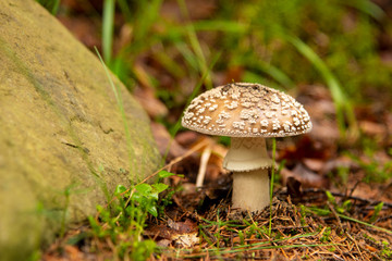 Amanita pantherina Poisonous mushroom in forest. Autumn