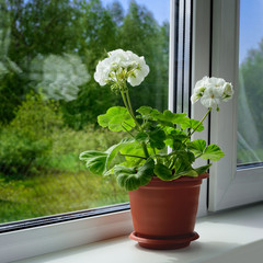 One blossoming geranium with two white blossoms and green leaves is on a windowsill. The houseplant is in a brown flowerpot by a window.