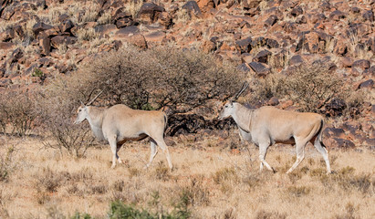 Two Eland Bulls