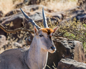 Eland Bull